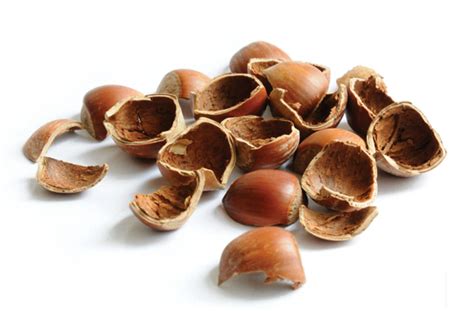  The Hazelnut Shell: A Tiny Tale Packed With Timeless Wisdom From Third Century Gaul!