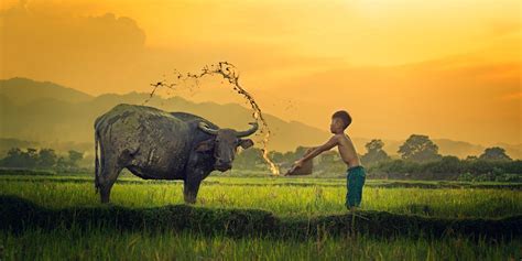  The Water Buffalo Who Dreamed of Flying - A Vietnamese Folktale Exploring Ambition and Acceptance